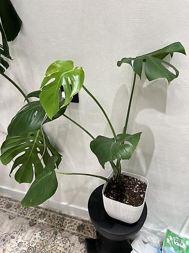 Монстеры: Распродажа цветов связи с переездом. делициоза (Monstera deliciosa) — — 7