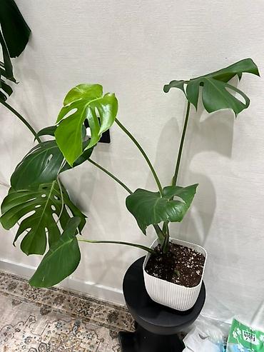 Монстеры: Монстера вариегатная (Monstera deliciosa variegata) — комнатное — 17