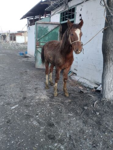 Лошади, кони: Продаю | Жеребенок | Конный спорт | Племенные — 8