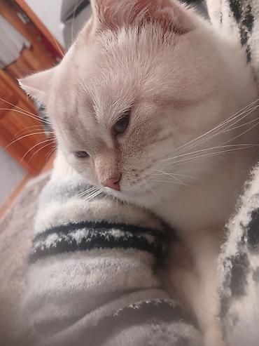 Pişiklər: Britan — 2