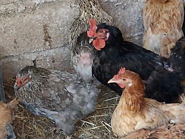 hinduşqa yumurtasi: Toyuq, Yumurtalıq — 2