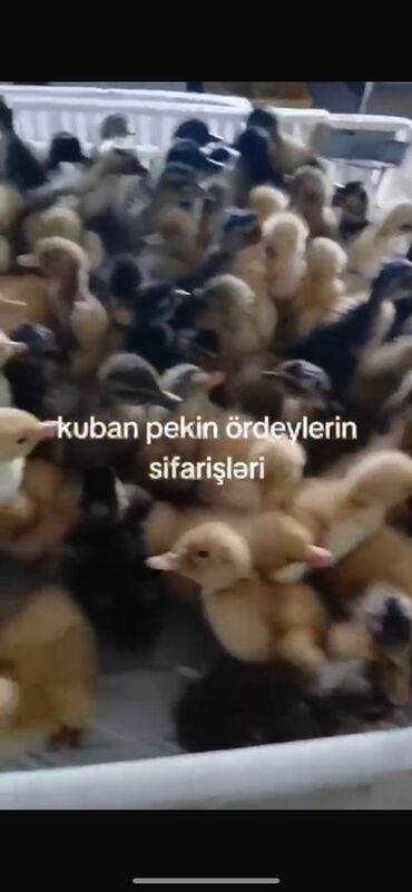 Digər heyvanlar: Her sort cucelerden var sifariw ucun 0558578630 nom elage saxlaya