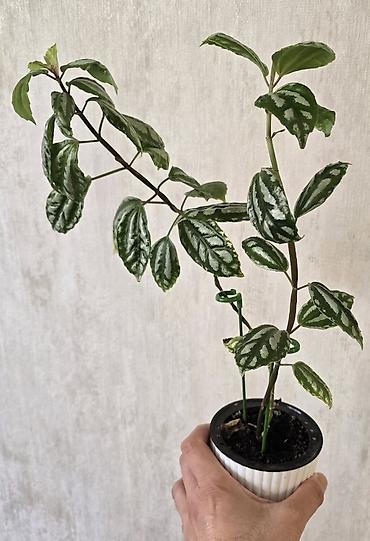 Pilea (Qarpız gülü) – dekorativ yarpaqlı otaq bitkisi keramzitdə 2