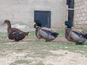 Ördəklər: 1 cüt Orginal Qan Ruan ördəyi tam sağlam aktiv ördəylərdi 6 — 2