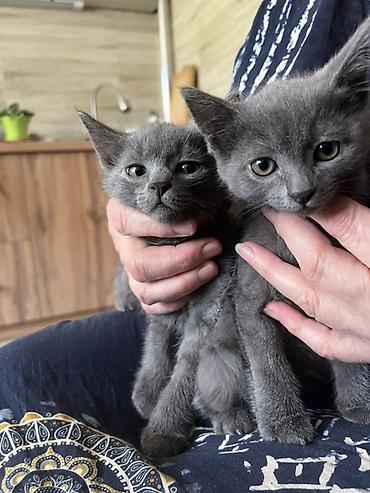 Мышыктар: Котята, домашние, ручные. - Окрас: один угольно‑чёрный, двое — 2