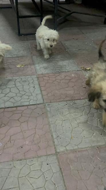 Продажа собак: 3 месяца, Самка — 10