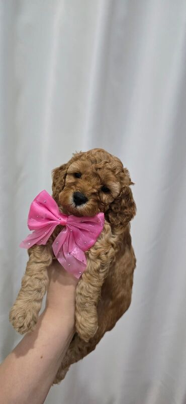 İtlər: Pudel, 1 ay, Dişi — 4