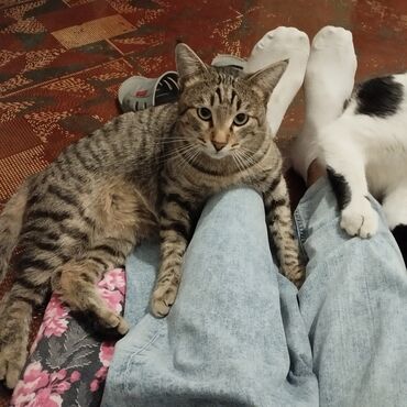 скоттиш фолд шотландская вислоухая кошка: Кошка даром: Беспородная, 3 года, Мальчик, Кастрирована, Приучена к лотку, Проглистована
