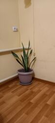 тещин язык цветок: Сансевиерия (Sansevieria, «щучий хвост») в горшках. - Два комнатных