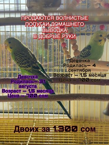 купить французского бульдога: Волнистые попугаи домашнего вывода - Девочка, родилась 31 августа
