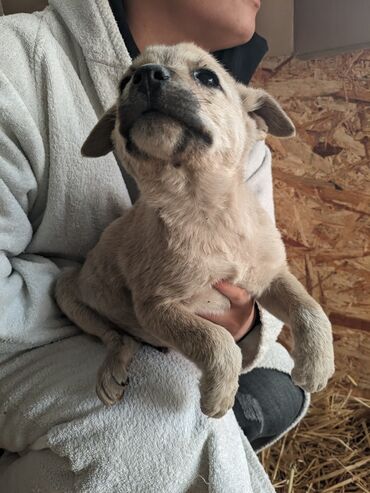 Отдам даром собаку: Щенки метисы, короткошёрстные, среднего предполагаемого размера. Окрас — 6