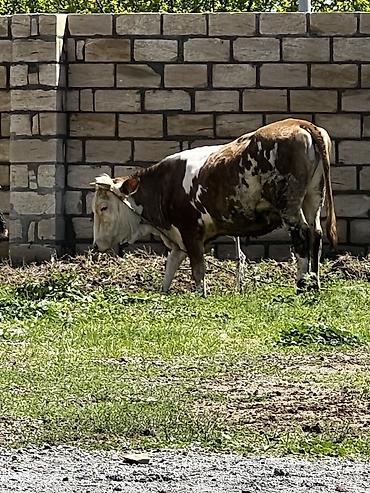 inək balalı: Smental duye satılır dişi di dogmuyub. 2 yaxşı var — 3