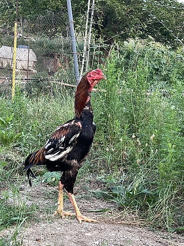 alman kurdu iti: TECİLİ SATRAM DEYERİNEN ÇOX UCUZ 4-KQ ÇEKİ. UZUN BOY İRİ — 2