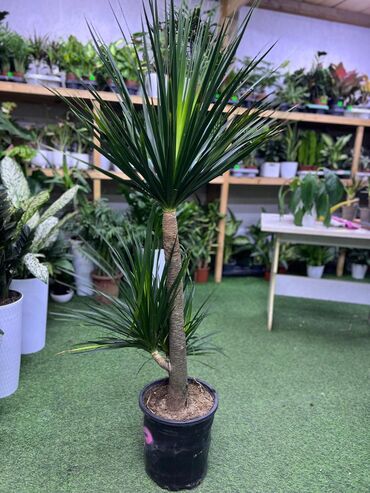 Драцены и Сансевиерии: Драцены и Сансевиерии — 6