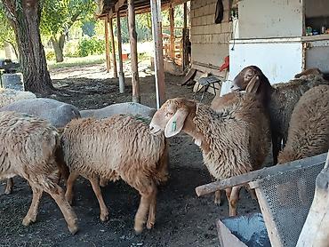 А/ч жаныбарларын сатам: Сатам | Козу — 2