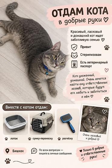pitomnik temir: Кошка даром: Беспородная, Мальчик, С прививками — 1