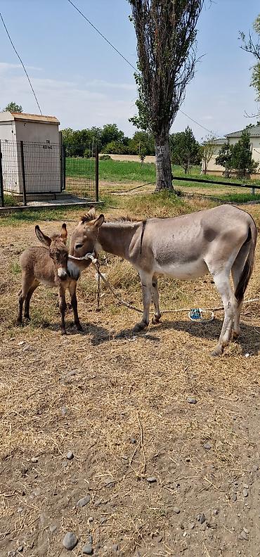 poni at satilir: Məhsul: Eşşək ana-buzağı cütü Təsvir: - Ana eşşək və yanında bala — 3
