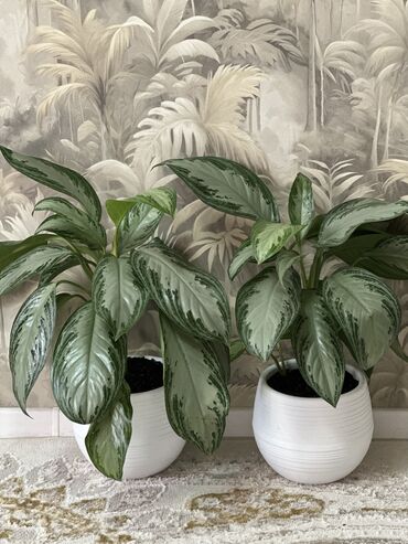 Горшки для растений: 💐Живые комнатные растения, придающие вашему дому особую уютную at lalafo.kg — 8 Горшки для растений: 💐Живые комнатные растения, придающие вашему дому особую уютную — 8