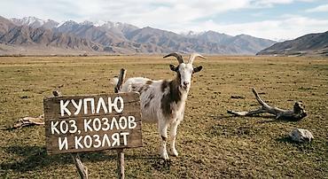 Продаю | Коза (самка), Козёл (самец), Козлёнок | На забой