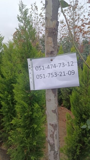 Asfalt qırıntısı: Gubrelerin satişi ela torfdu kisesin 3manatda ededle satram çox alana — 8