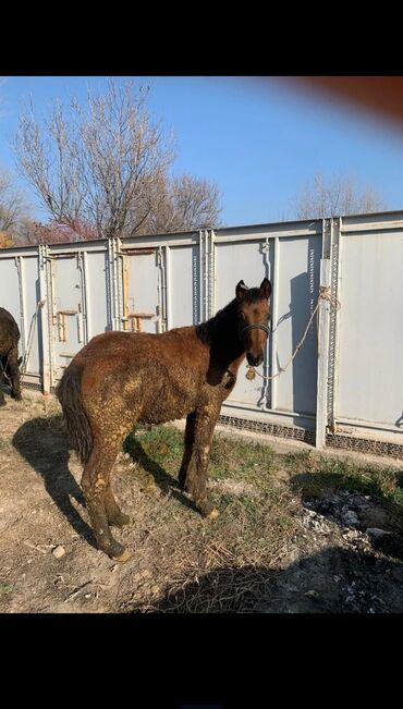 Лошади, кони: Продаю | Жеребец | Рабочий — 4