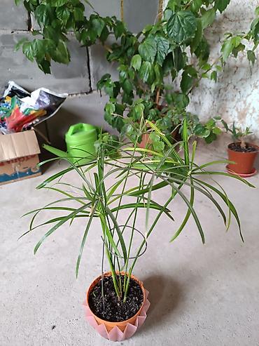 Диффенбахии: Диффенбахия и денежное дерево (толстянка) в горшках Что предлагается — 15