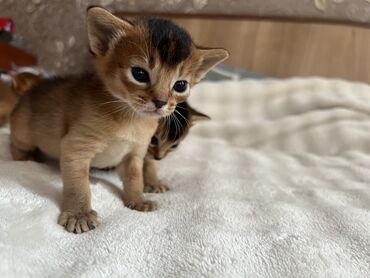 мышык талас: Абиссинские котята Шикарныекрасивые ❤️ Есть мальчики и девочки . В