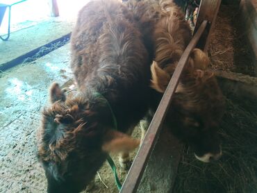 Коровы, быки: Продаю | Тёлка | Алатауская, Полукровка | Для разведения | После отела — 12