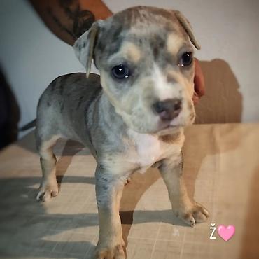 Dogs: Stenci pitbula ostenjeni 05.08. Primili prvu vakcinu kao i preventivu — 4