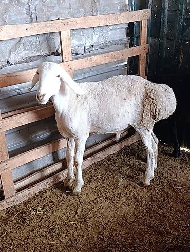 соль для коров: Продаю | Баран (самец) — 2