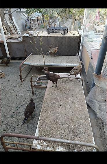 retriever satilir: Salam qirqovul quwlar satilir.rumin ve qafqaz sortlaridir.her olcude — 3