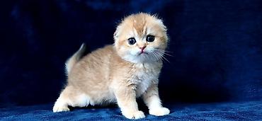 Продажа кошек: Скотиш Фолд (Шотландская вислоухая), 2 месяца, Девочка, Золотая шиншилла — 5