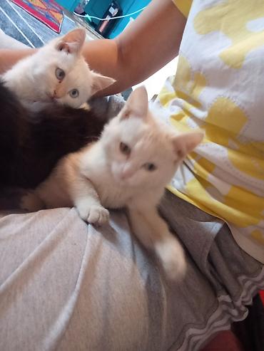 Продажа кошек: Котята кремового окраса - Описание: игривые домашние котята с мягкой — 3