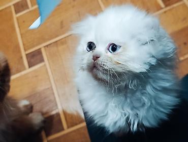 Кошки: Персидская, Самец, Самка, В добрые руки, Доставка в районы, Бесплатная доставка, Платная доставка — 8