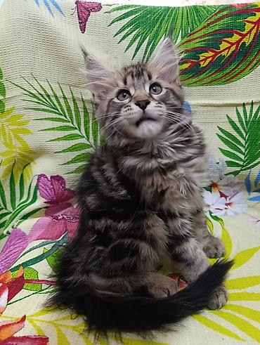 Животные: Мейн-Куны🥰. Предлагаются Шикарные котики от элитных, титулованных — 1