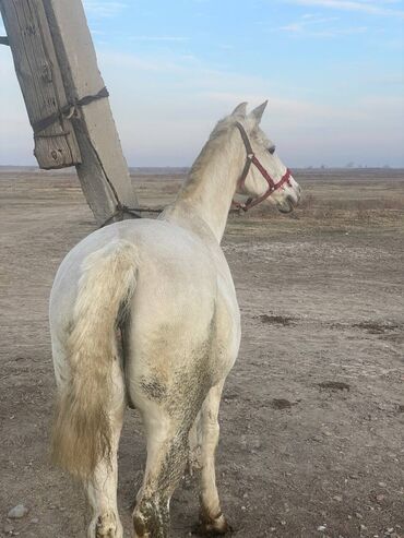 Лошади, кони: Продаю | Кобыла (самка) | На забой — 9