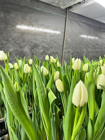 Цветы и букеты: Тюльпаны тепличного выращивания от производителя интересные цены - — 2