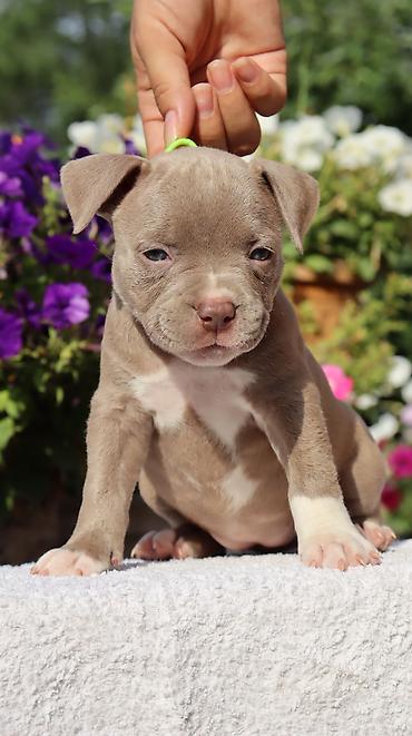 Продажа собак: Американский булли, 2 месяца, Самец — 13