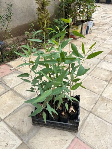 Ağaclar: Bağ bitkiləri – dekorativ ağac və kol sortları - Tulpan Maqnoliya — 20