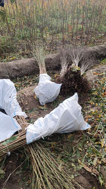 Ağaclar: Yalnız bizim təsərfatimizda bölgələrə uyğun olaraq ağacların kok — 12