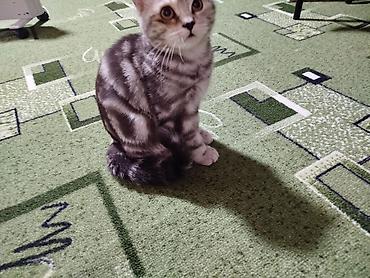 кошка персидская шиншилла: Котёнок с ярким серебристым мраморным окрасом. Очень выразительный — 7