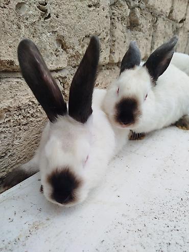 Dovşanlar: Kalfor dovsanlar temiz qan — 6