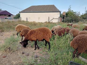 it satisi baki: Dişi, Qala, il: 1, 50 kq, Damazlıq — 5