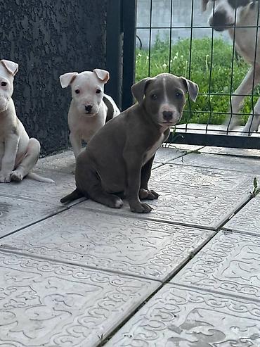 Продажа собак: Питбуль, 1 месяц, Самец — 9