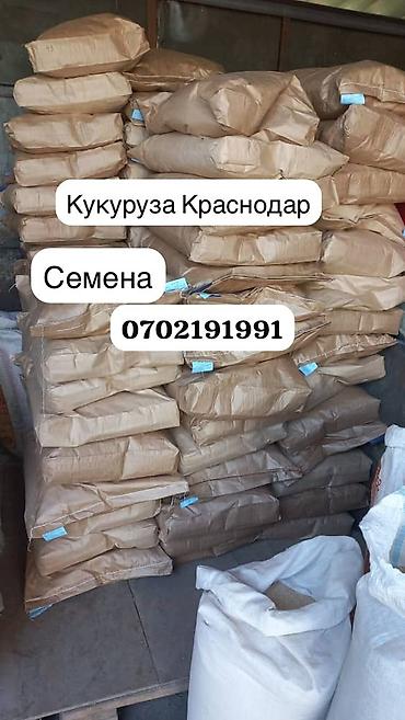 Кукуруза: Жүгөрү үрөндөр сатылыт Семена Кукурузы Ала-Тоо Манас Чуй-62 Будан — 6