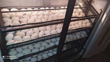inkubator kreditle: 5000 yumurta, Azərbaycan, Tam avtomat, Bütün növ quşlaq üçün, Zəmanət ilə