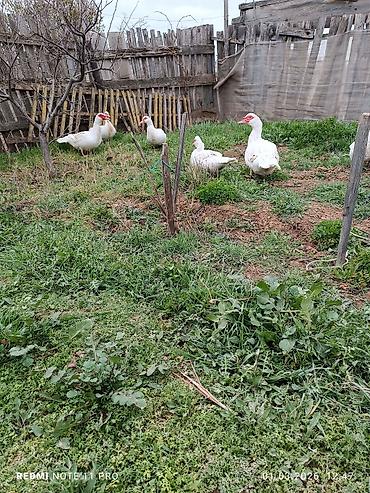 Ördəklər: Dişi, | Lal ördək, Damazlıq, Ünvandan götürmə, Ödənişli çatdırılma — 3