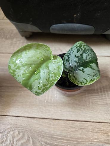 Филодендроны: Сциндапсусы,сансевиерии ва,алоказия,бегония макулата монстера — 11