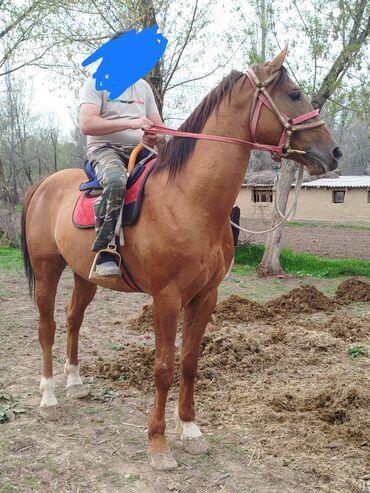Продаю жеребца возраст 5 лет рост 1 57 порода данчяк Россия конь