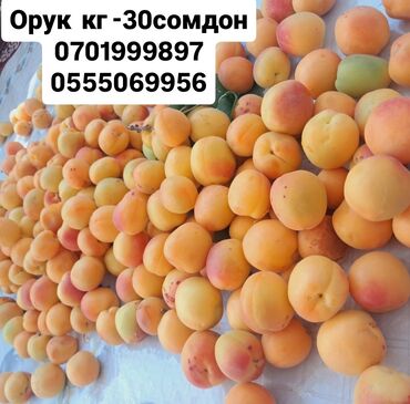 тоо жууркан бишкек цена: Тоңдурулган мөмө-жемиштер, жер-жемиштер, Дүңүнөн